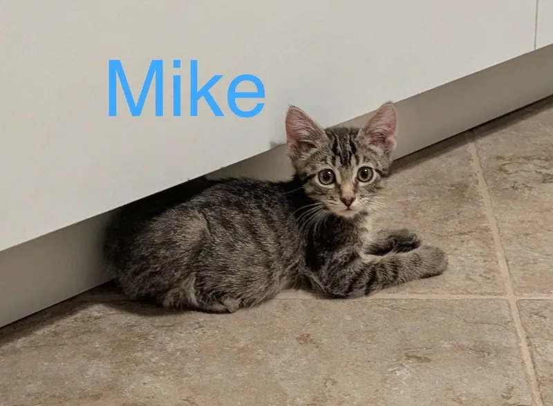 A baby small-sized male Tabby (Brown / Chocolate) Domestic Short Hair cat named Mike for adoption in Tucson, AZ
