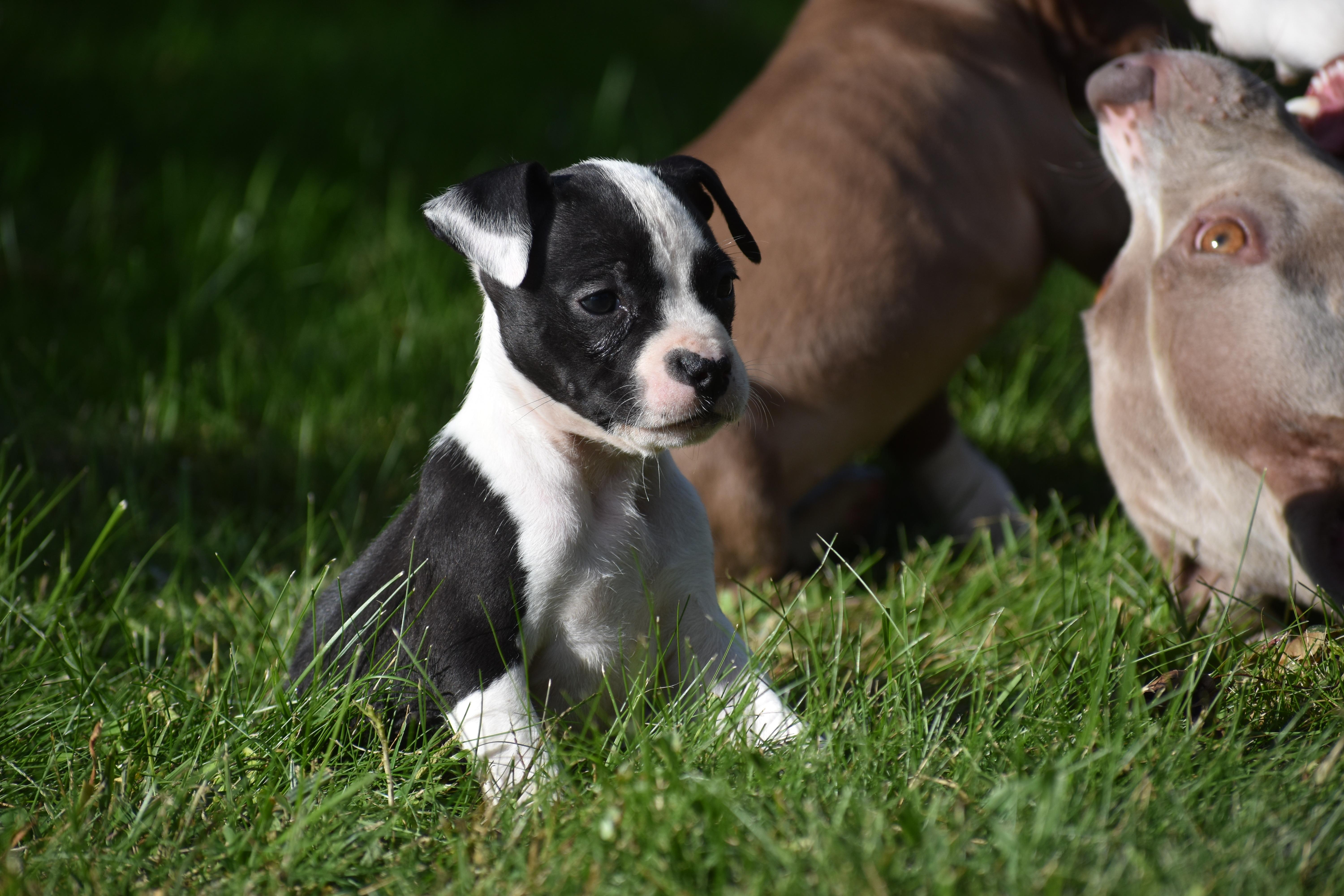 Posy Mama Petunia's Litter thumbnail 2