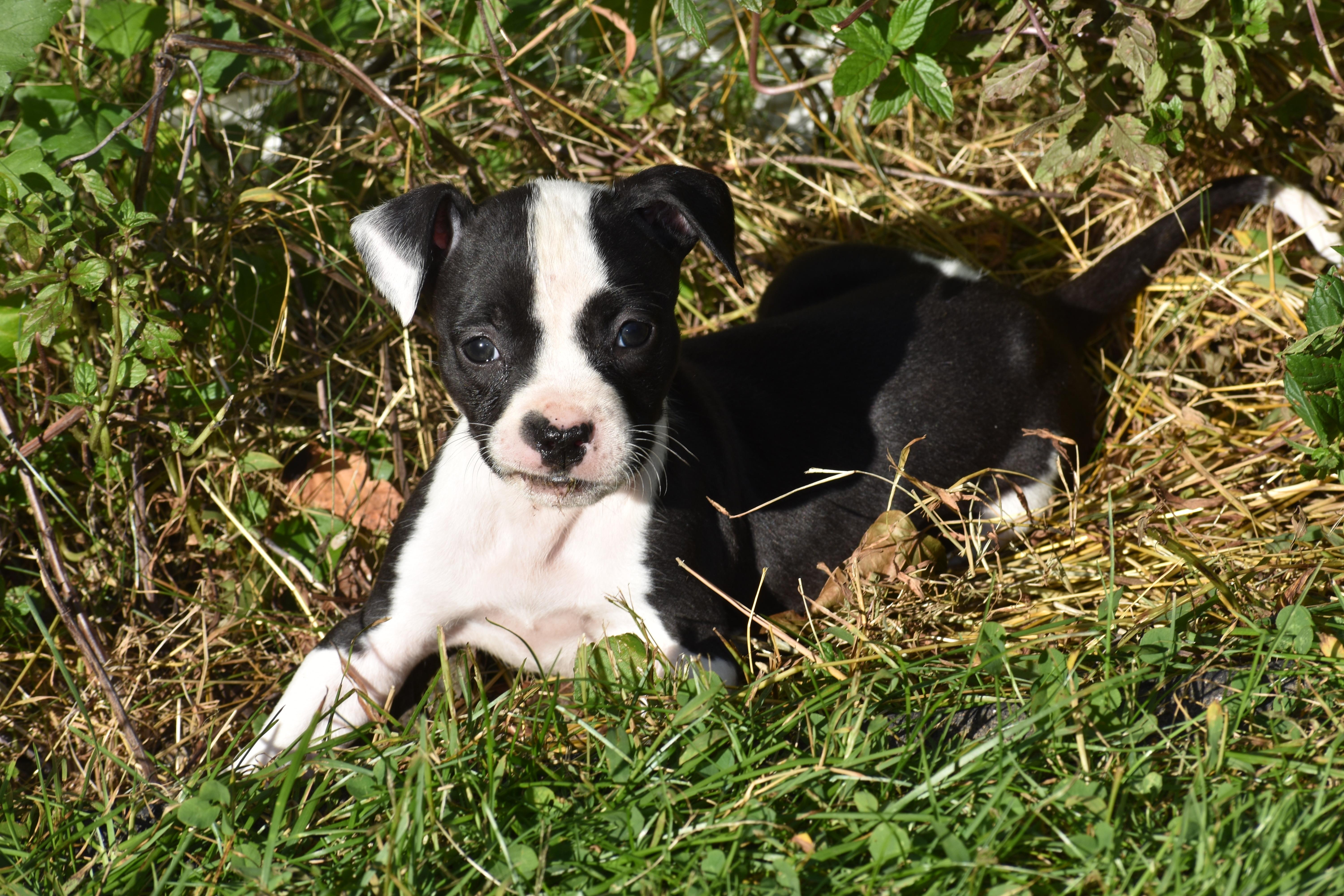 Posy Mama Petunia's Litter thumbnail 5