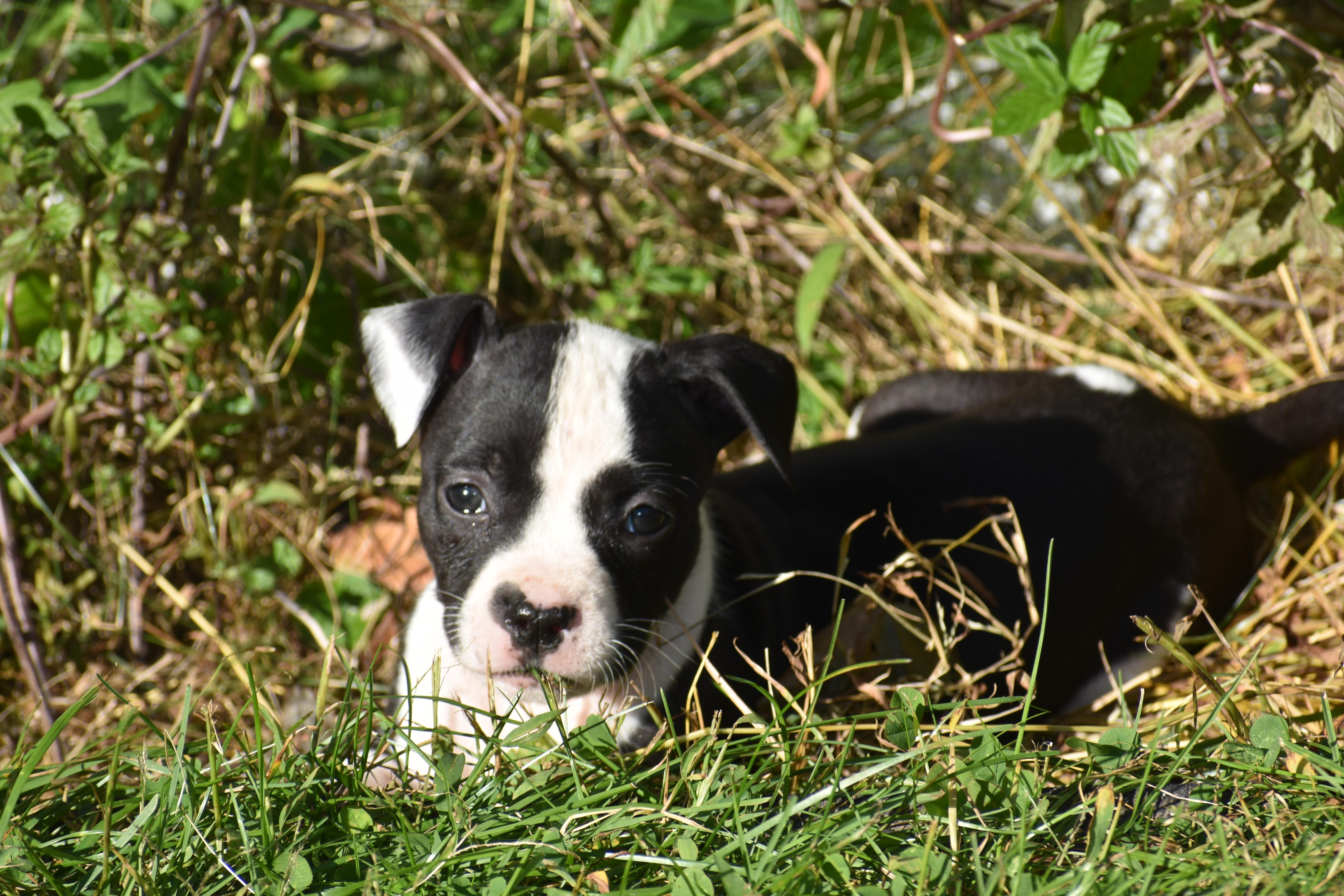 Posy Mama Petunia's Litter thumbnail 6