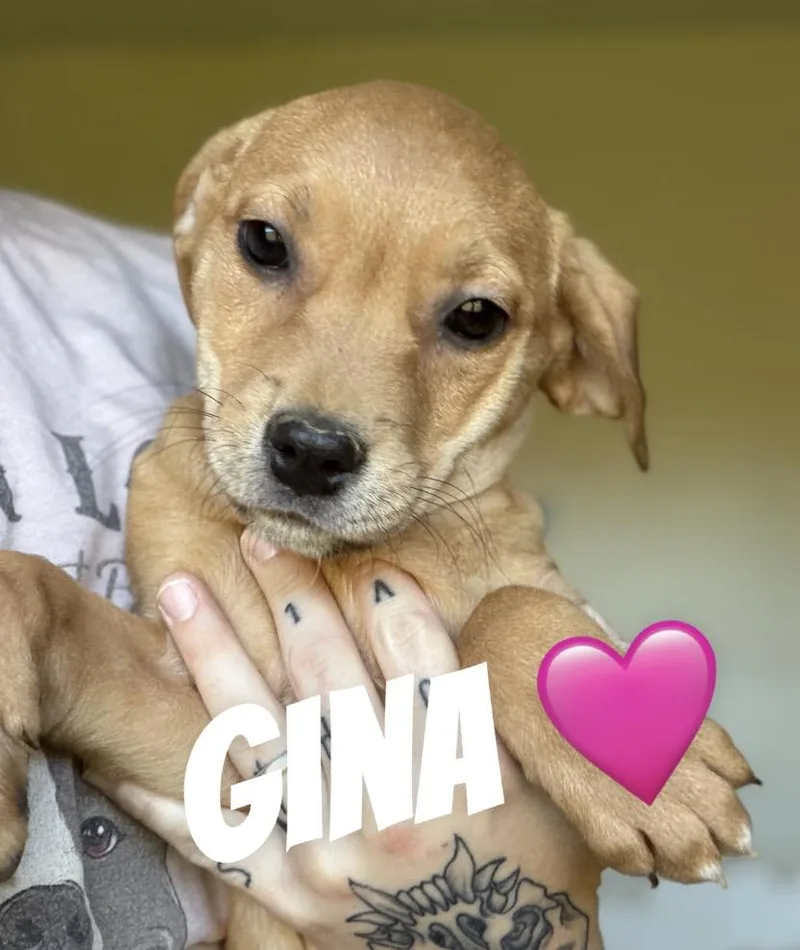 A baby medium-sized female Pit Bull Terrier dog named Gina for adoption in Felton, PA