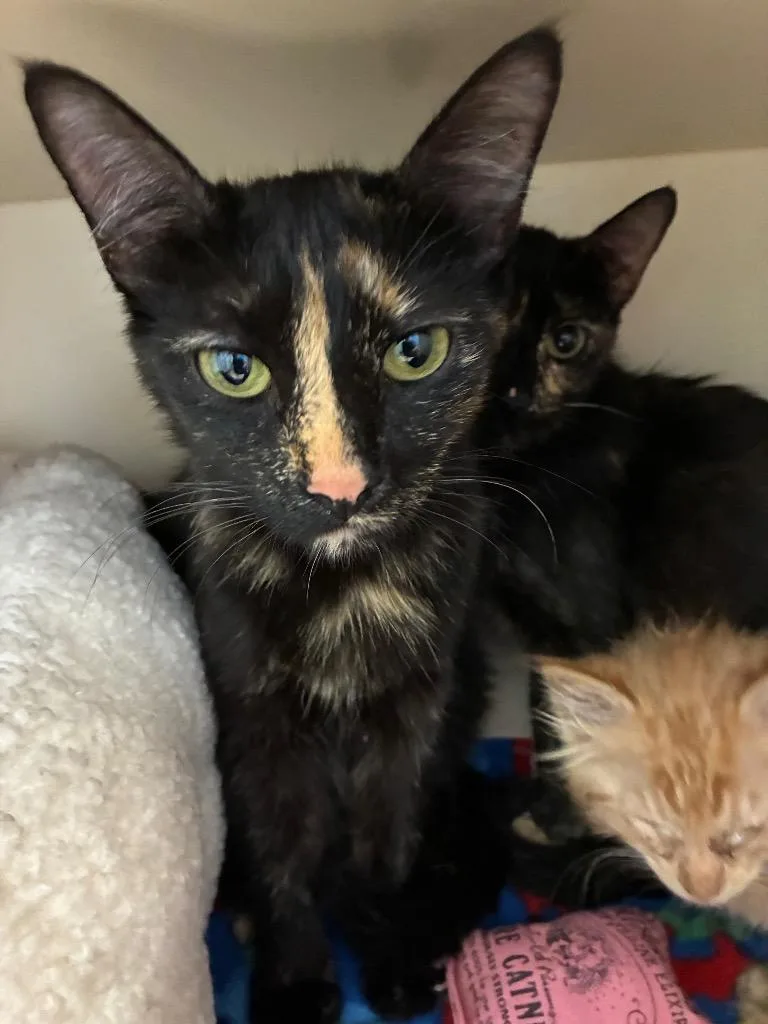 A young medium-sized female Domestic Short Hair cat named Tatum for adoption in Bloomington, IN