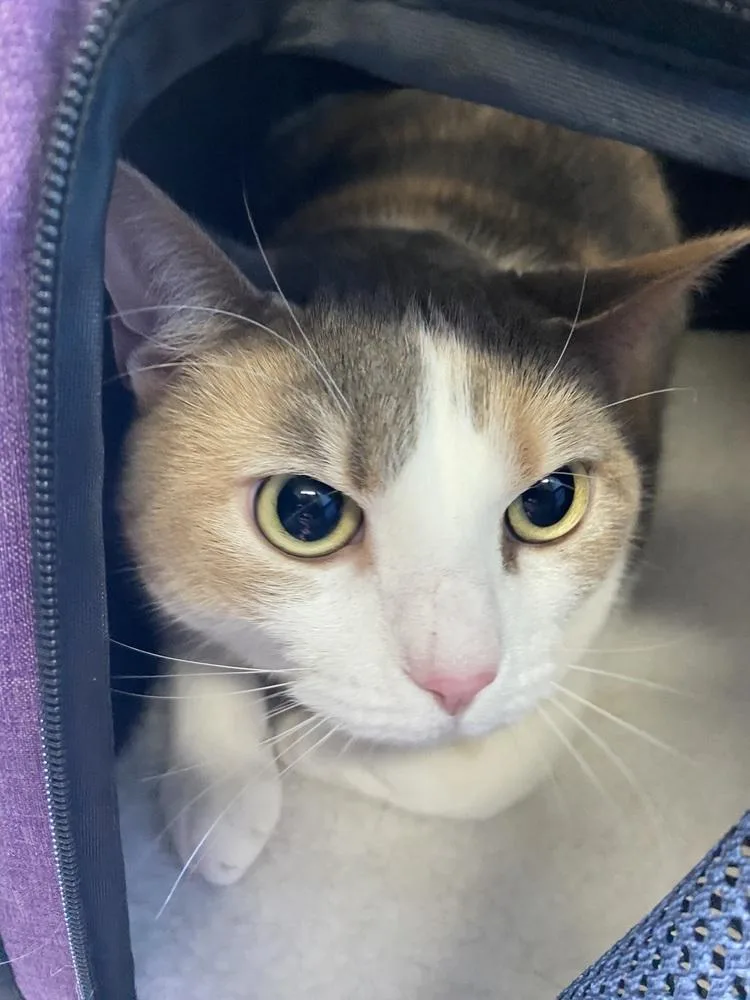 An adult large-sized female Domestic Short Hair cat named Peach for adoption in Fort Walton Beach, FL