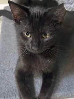 A baby small-sized male Black Domestic Short Hair cat named Pepper for adoption in Belmont, NC