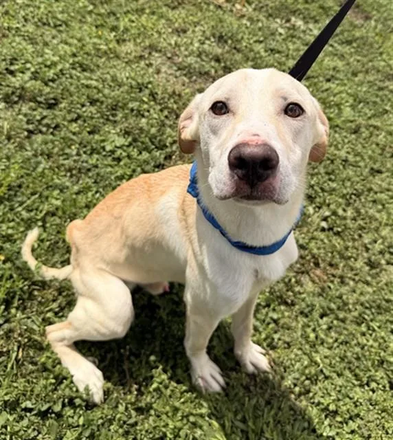 An adult large-sized male Labrador Retriever dog named Nico for adoption in Fort Lauderdale, FL