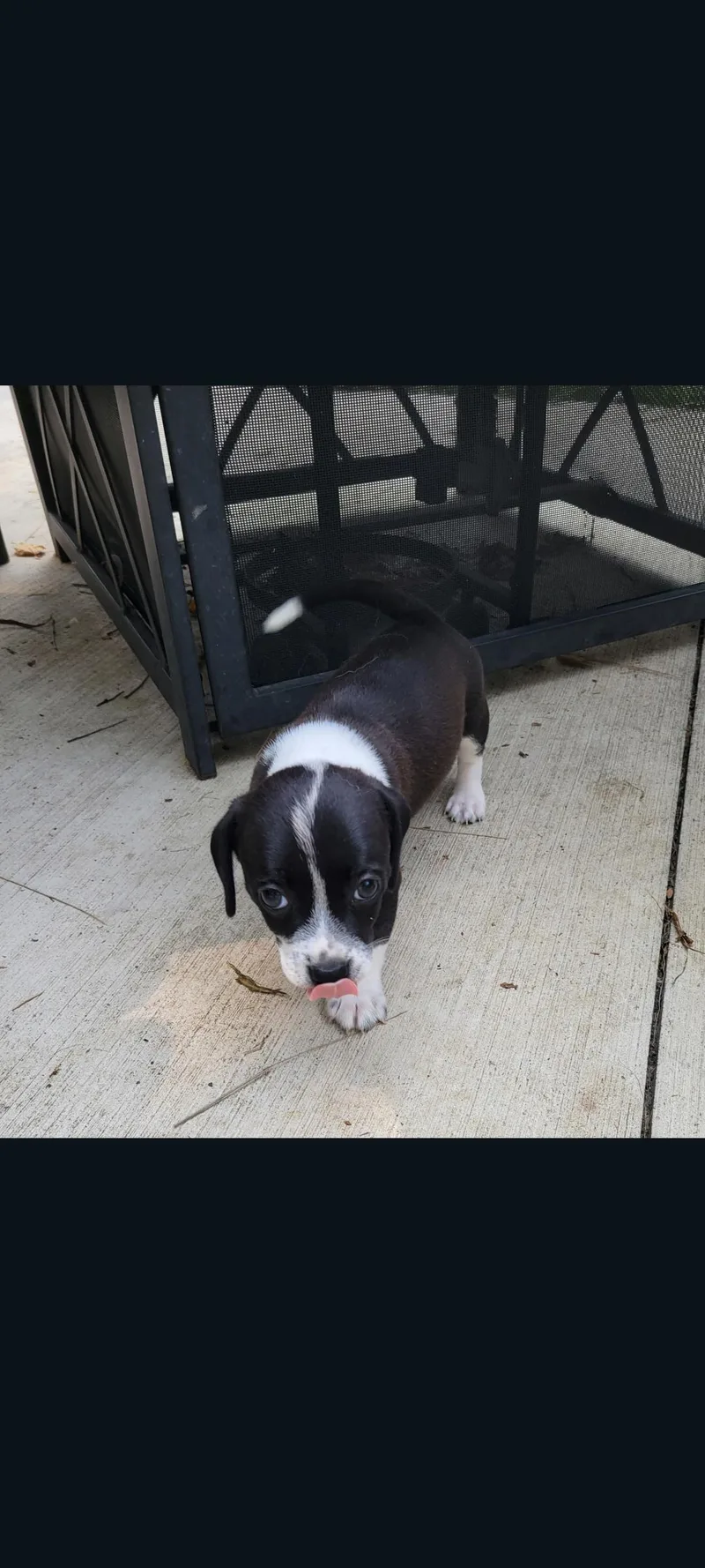 A baby small-sized female Terrier dog named Daisy for adoption in Lewis Center, OH
