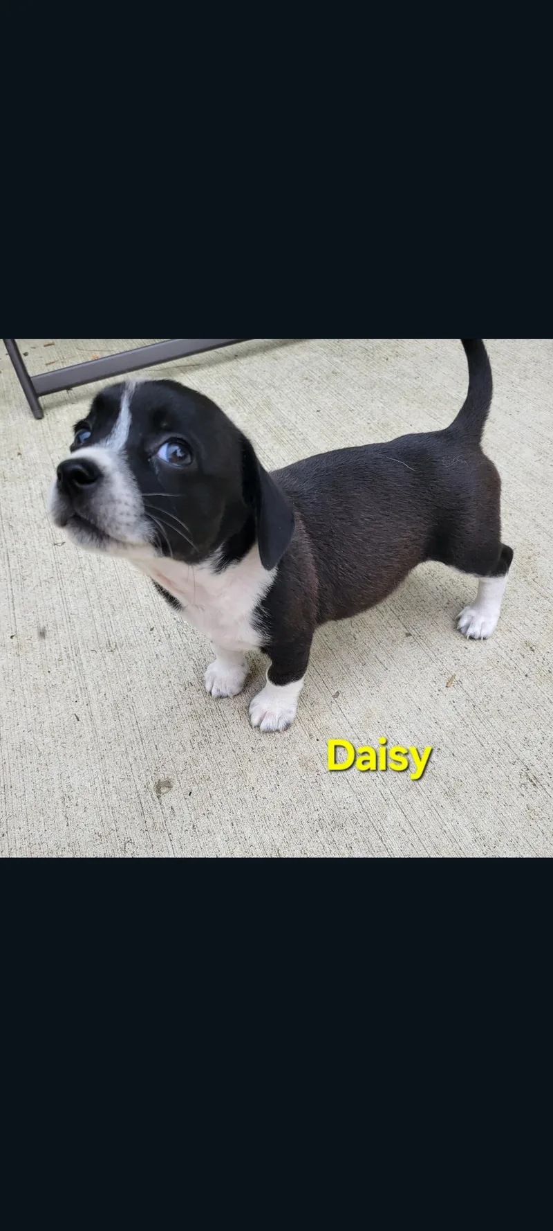Daisy thumbnail 2