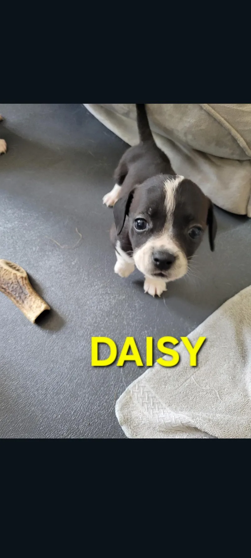 Daisy thumbnail 3