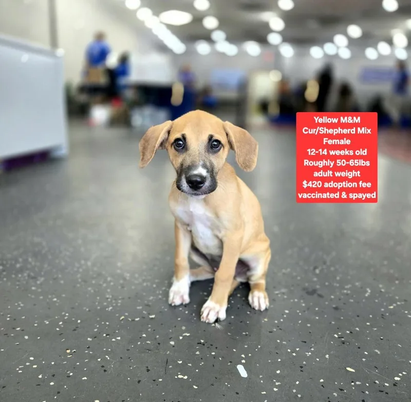 A baby large-sized female Shepherd dog named Yellow M & M for adoption in Oviedo, FL