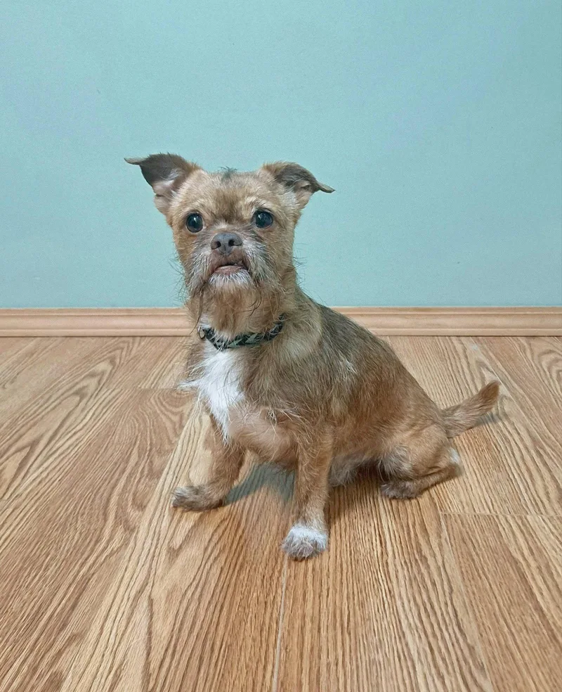An adult small-sized male Brussels Griffon dog named Ollie for adoption in Fairmont, WV