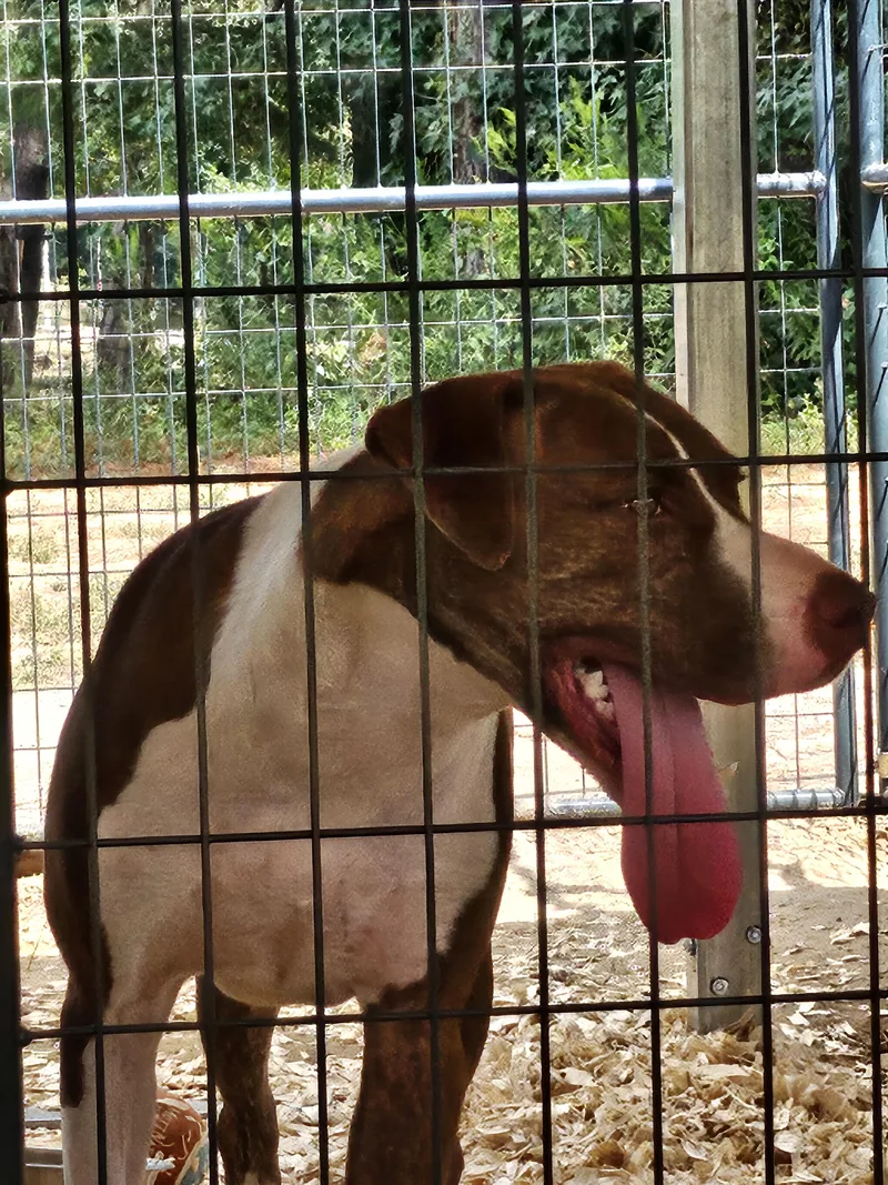A young large-sized male Brindle American Bulldog dog named Baxter for adoption in St. George, SC