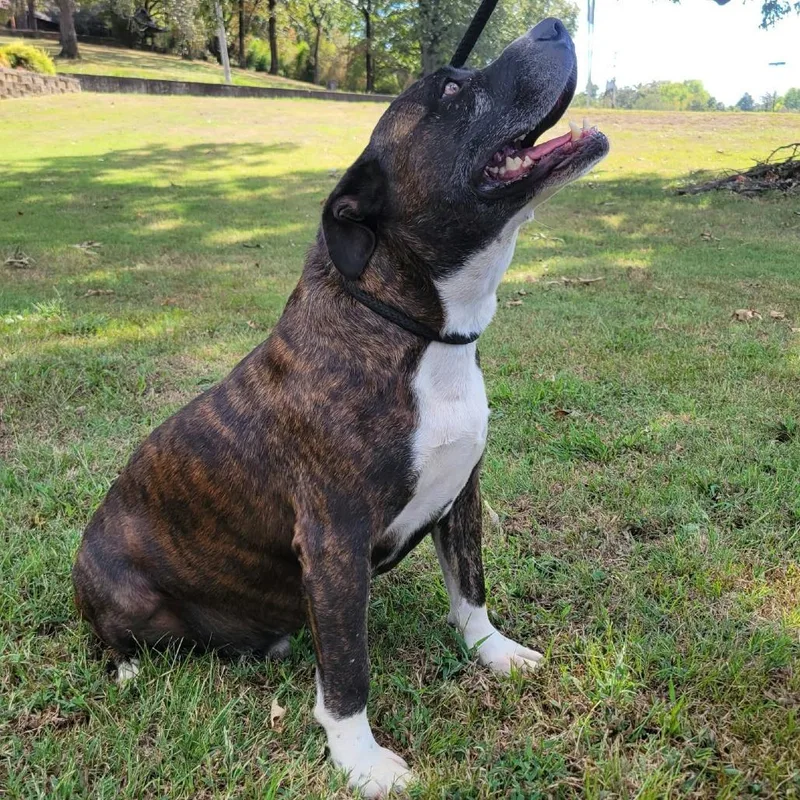 An adult medium-sized male Brindle Terrier dog named Tate for adoption in Hackett, AR