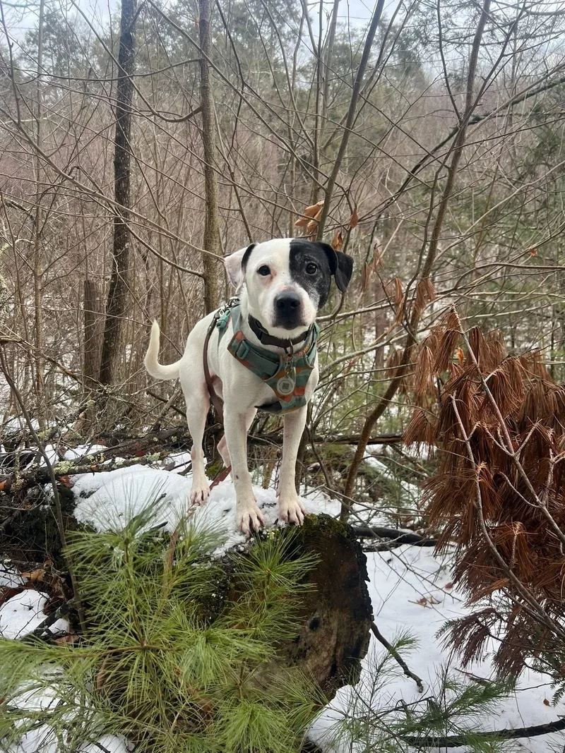 An adult medium-sized female White / Cream Pit Bull Terrier dog named Bonn for adoption in Palos Heights, IL