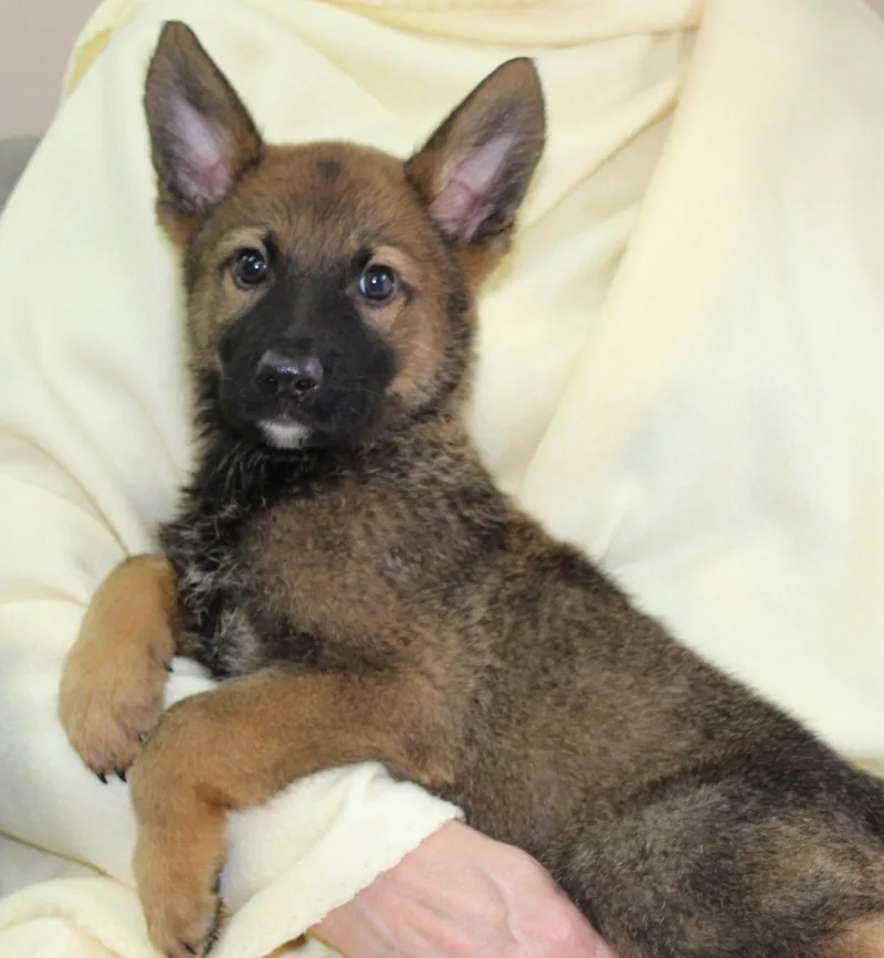 A baby large-sized male Shepherd dog named Kodak for adoption in Prattville, AL