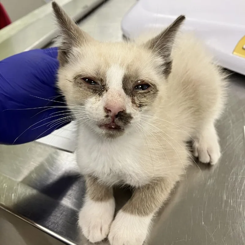 A baby small-sized male Domestic Short Hair cat named Sid for adoption in Las Cruces, NM