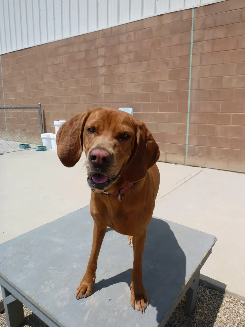 An adult large-sized female Red / Chestnut / Orange Hound dog named Delilah GRADUATES CAGED TO for adoption in Rawlins, WY