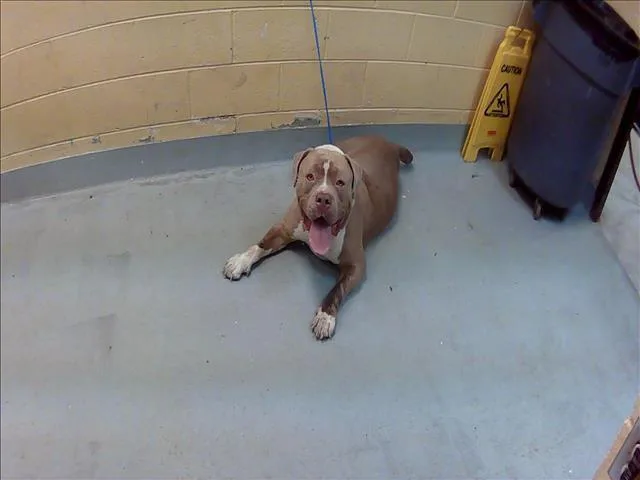 A young extra large-sized male Pit Bull Terrier dog named Fluffy for adoption in Tulsa, OK