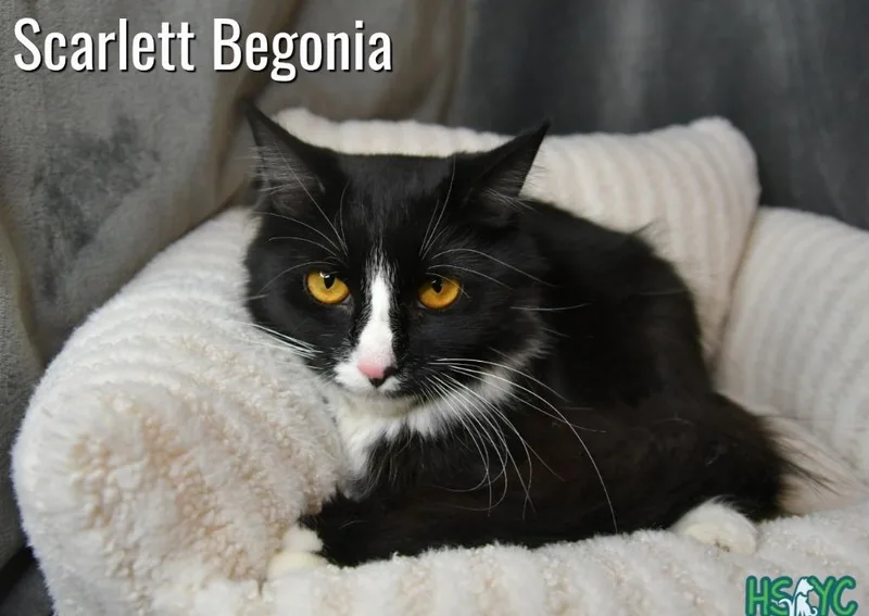 Scarlett Begonia thumbnail 2