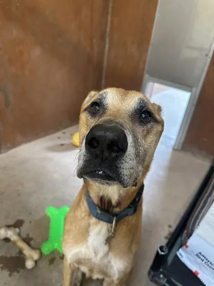 An adult large-sized male German Shepherd Dog dog named Chester for adoption in Burlington, WA