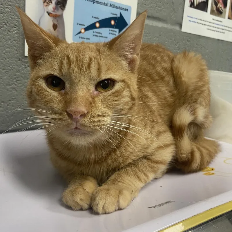 Tinkerbello thumbnail 2