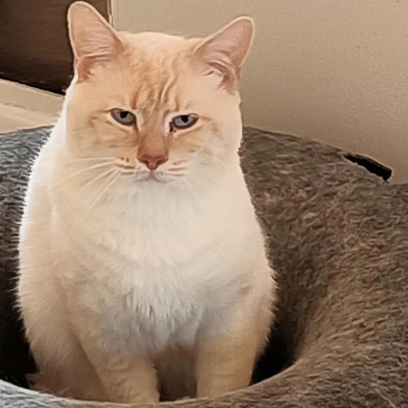 An adult small-sized male Buff / Tan / Fawn Domestic Short Hair cat named Poe for adoption in Abingdon, MD