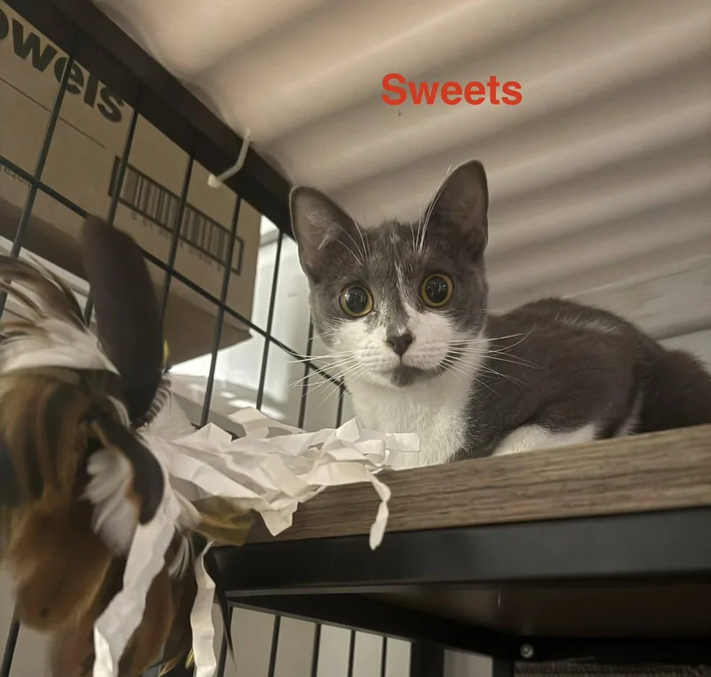 A young medium-sized female Gray & White Domestic Short Hair cat named Sweets .. for adoption in Apopka, FL