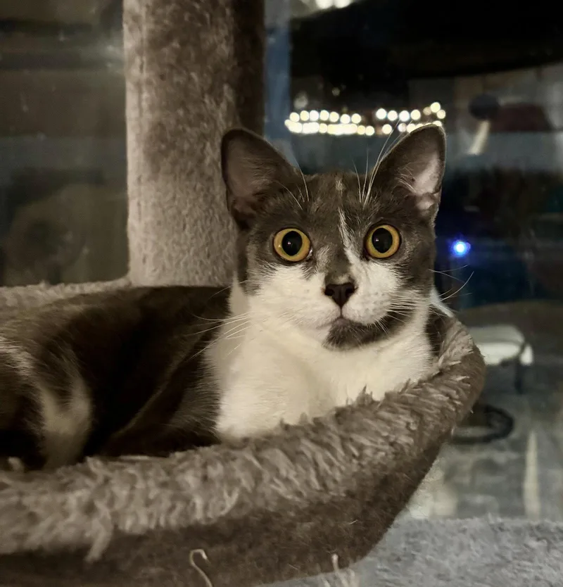 Sweets .. thumbnail 2