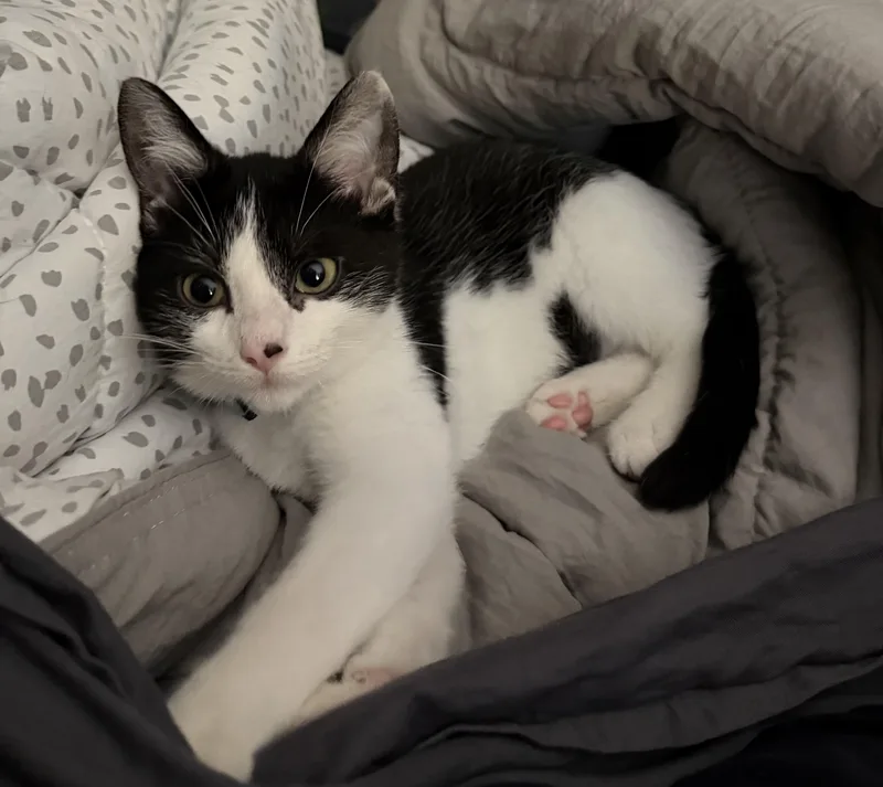 A baby medium-sized male Black & White / Tuxedo Domestic Short Hair cat named Roy for adoption in BUTLER, PA