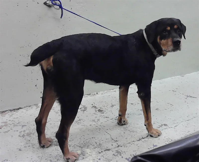 An adult large-sized male Rottweiler dog named Zeus for adoption in Houston, TX