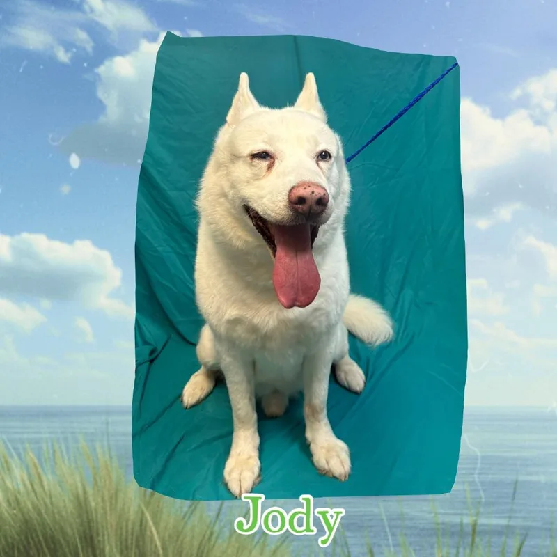 A senior large-sized male White / Cream Husky dog named Jody for adoption in Royse City, TX
