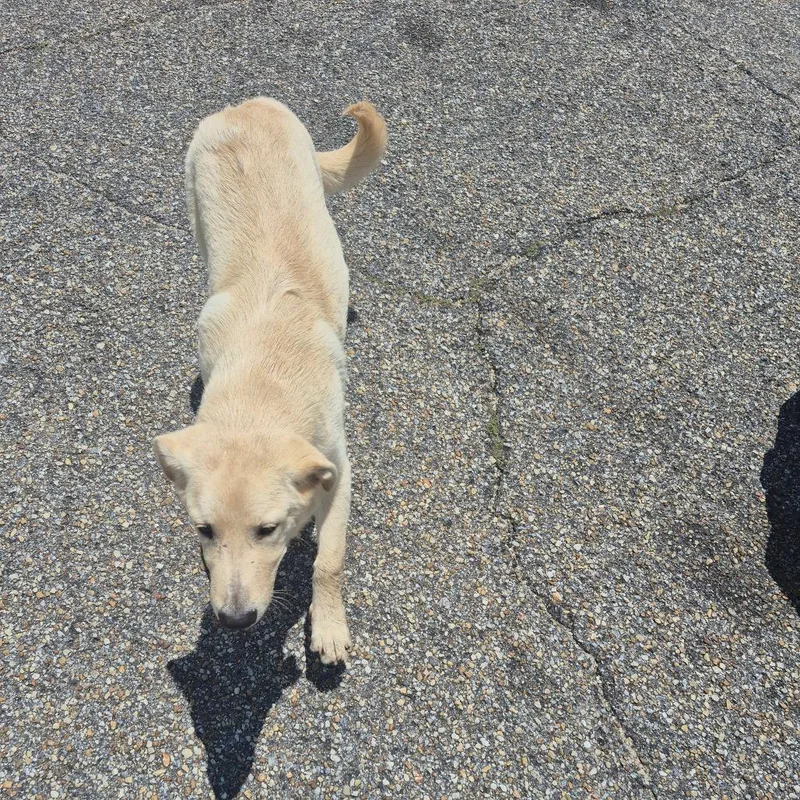 A baby medium-sized male Yellow / Tan / Blond / Fawn Yellow Labrador Retriever dog named Tucker for adoption in Montgomery, AL