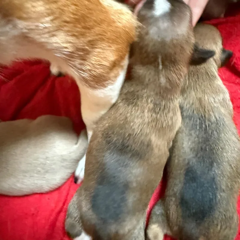 A baby small-sized male Yellow / Tan / Blond / Fawn Chihuahua dog named Hornet for adoption in Normal, IL