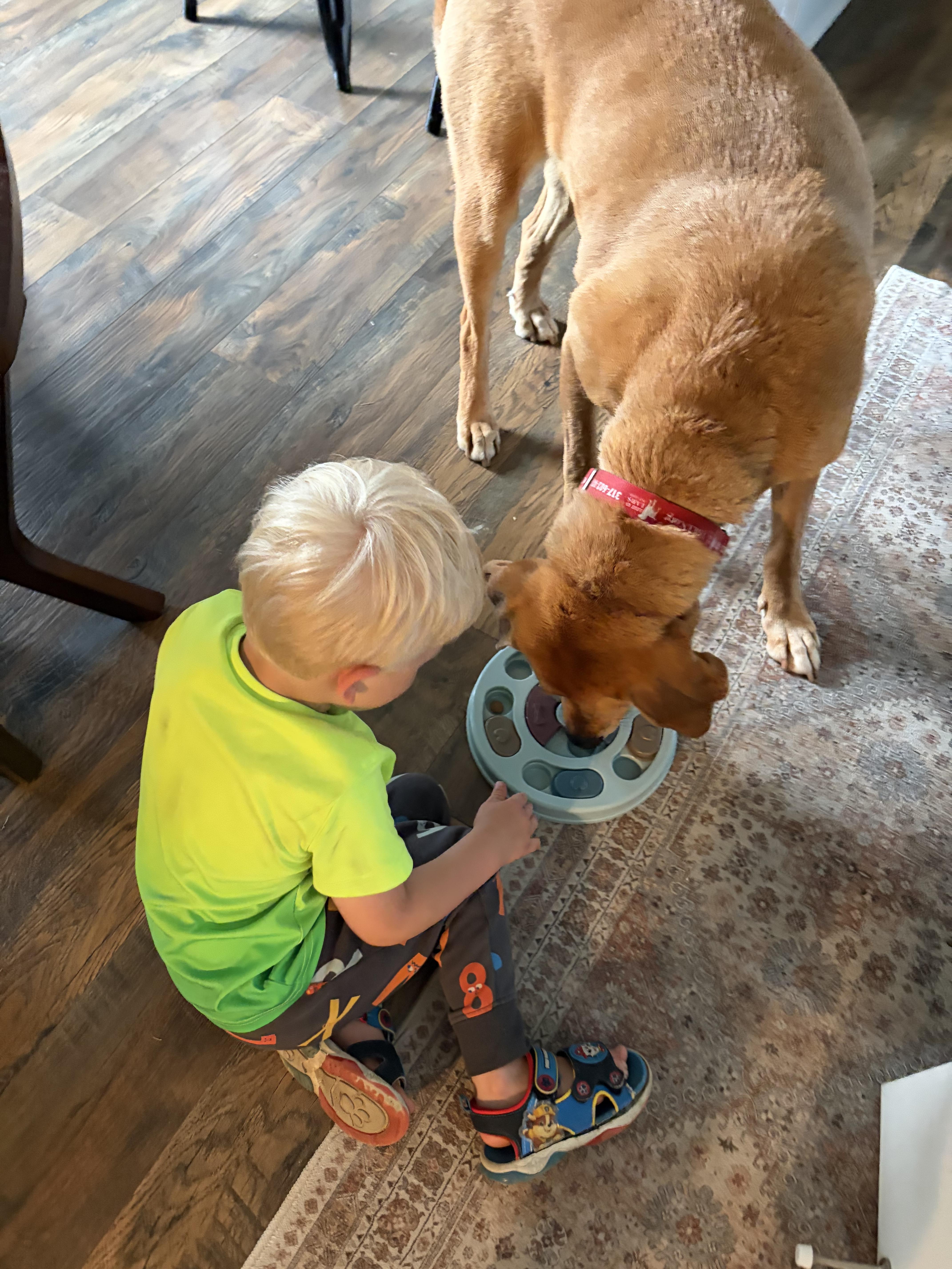 A senior large-sized male Yellow / Tan / Blond / Fawn Labrador Retriever dog named Rusty for adoption in Indianapolis, IN