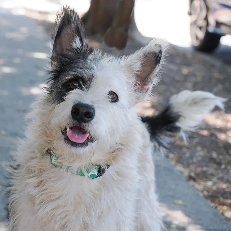 An adult medium-sized female White / Cream Terrier dog named Rose for adoption in Point Richmond, CA