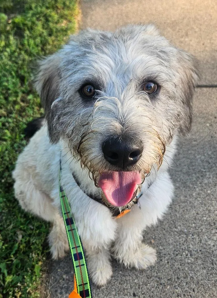 A young medium-sized male Tricolor (Brown, Black, & White) Terrier dog named Ross for adoption in Plymouth, MN