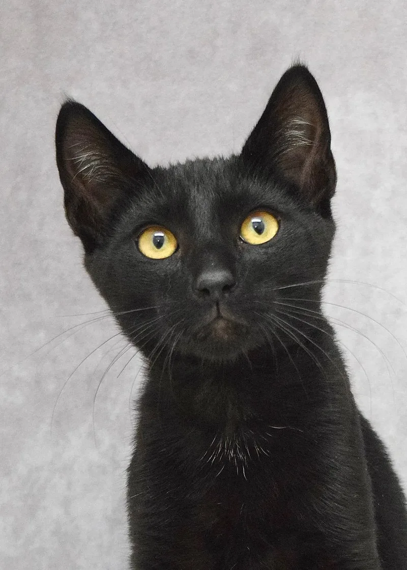 A baby medium-sized male Black Domestic Short Hair cat named Ace for adoption in Dublin, CA