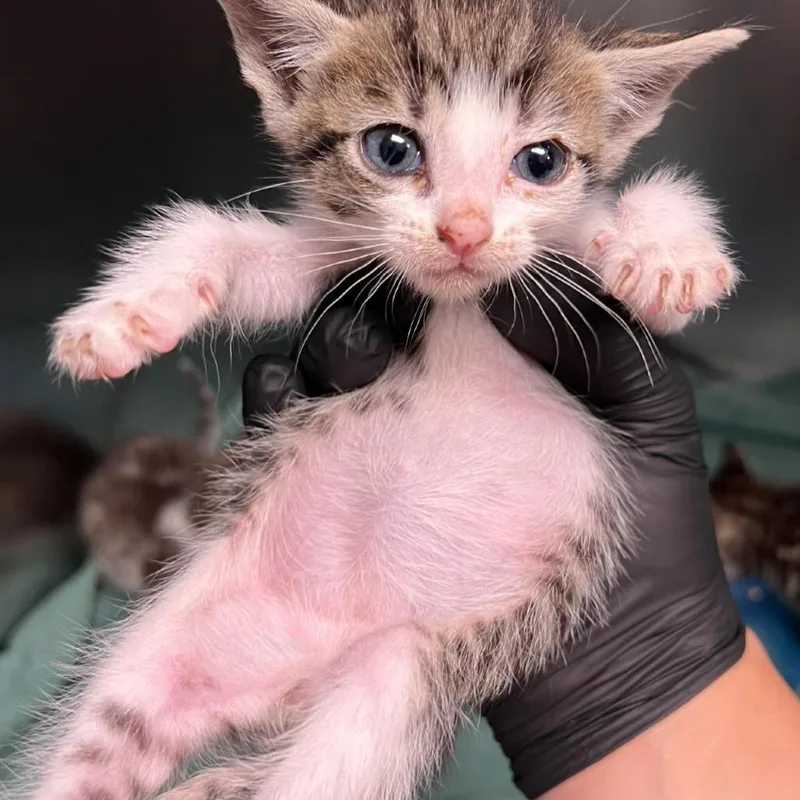 A baby small-sized female Brown / Chocolate Domestic Short Hair cat named Peaches for adoption in Redwood City, CA