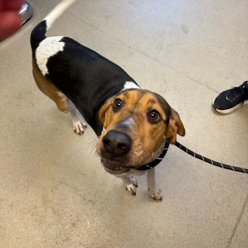An adult medium-sized male Yellow / Tan / Blond / Fawn Mixed Breed dog named Bandito for adoption in Fredericksburg, VA