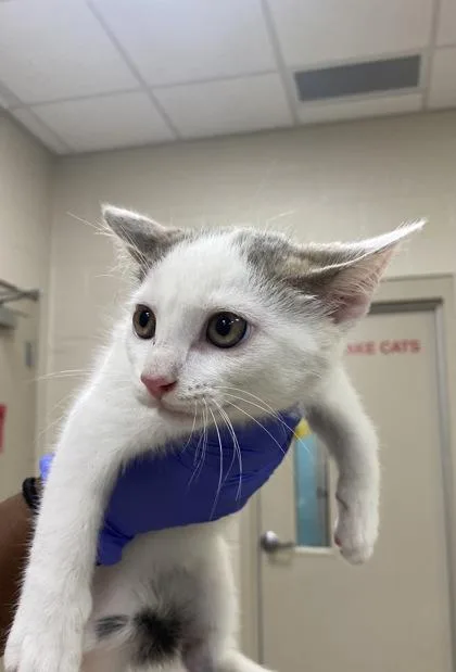A baby small-sized male Domestic Short Hair cat named Hercules for adoption in Fishers, IN