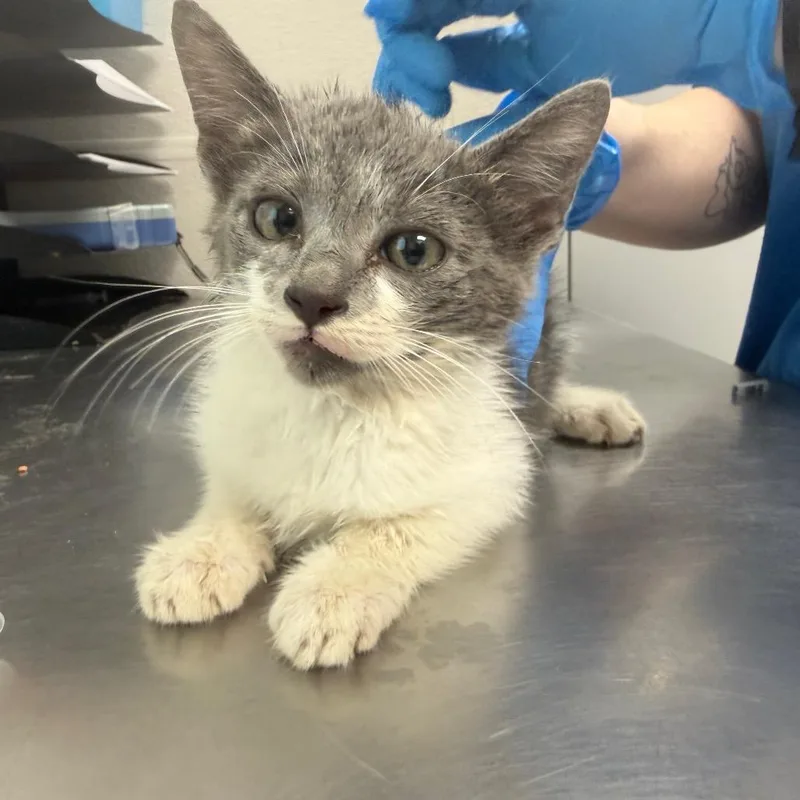 A baby small-sized male Domestic Short Hair cat named Waffles Von Syrup for adoption in Columbiana, AL