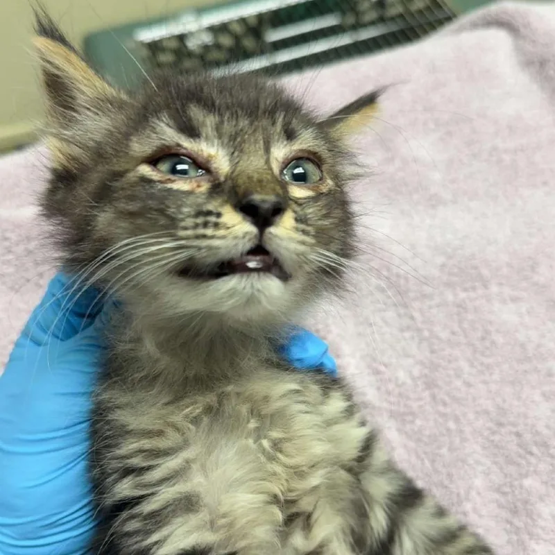 A baby small-sized male Brown / Chocolate Domestic Short Hair cat named Lamar for adoption in Lakewood, CO