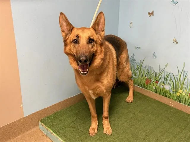 An adult large-sized male German Shepherd Dog dog named Santos for adoption in Lancaster, CA