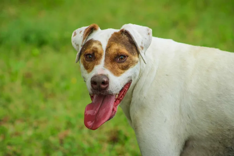 A young large-sized male White / Cream American Bulldog dog named Badger for adoption in St. George, SC