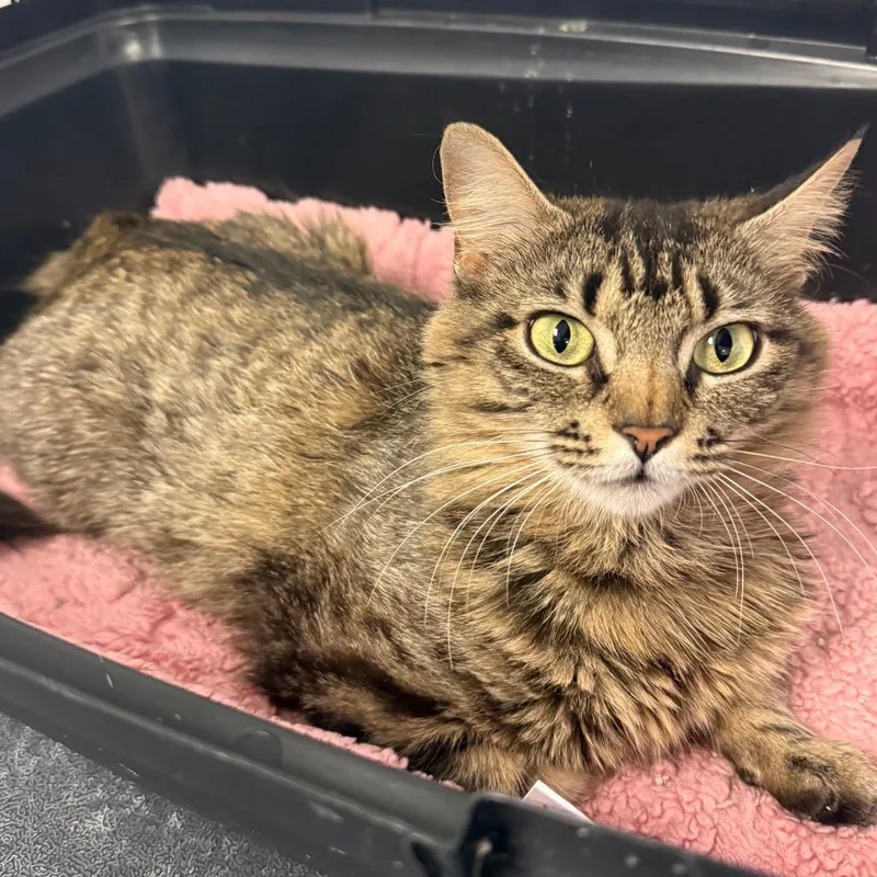 A baby medium-sized female Brown / Chocolate Domestic Medium Hair cat named Misty for adoption in Houston, TX