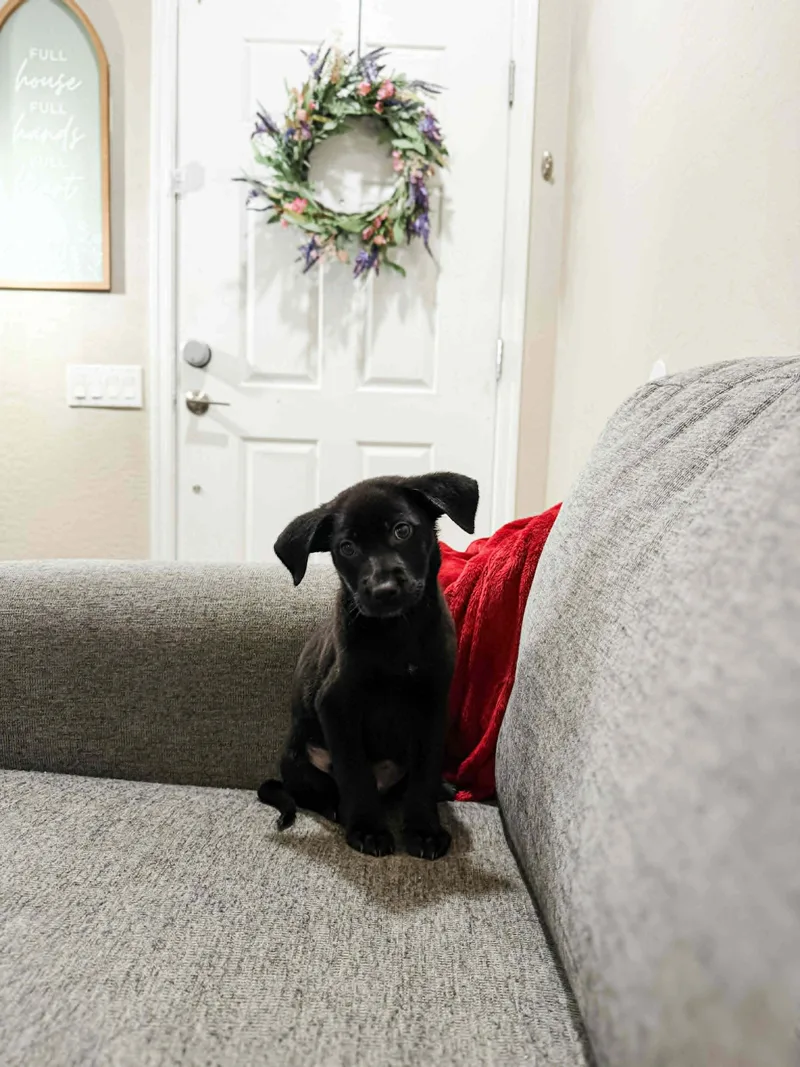 A baby medium-sized male Black Labrador Retriever dog named Jarvis for adoption in Goodyear, AZ