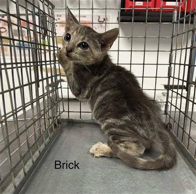 Brick