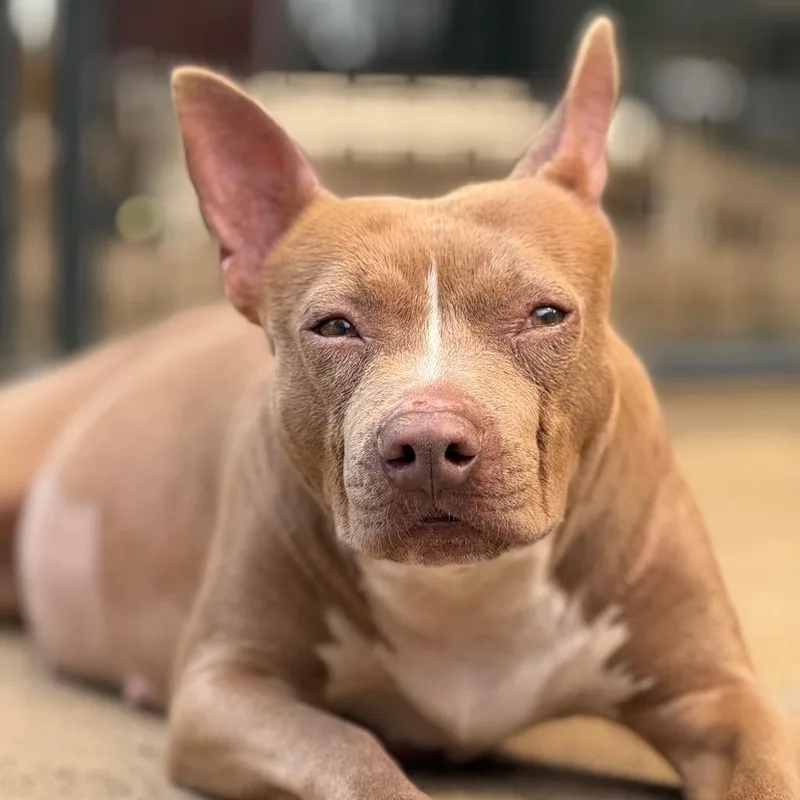An adult medium-sized female Yellow / Tan / Blond / Fawn Pit Bull Terrier dog named Violet for adoption in Salem, OR