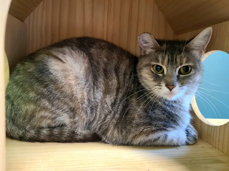 A young medium-sized female Dilute Tortoiseshell Domestic Short Hair cat named Pussy Willow for adoption in Kirkland, WA