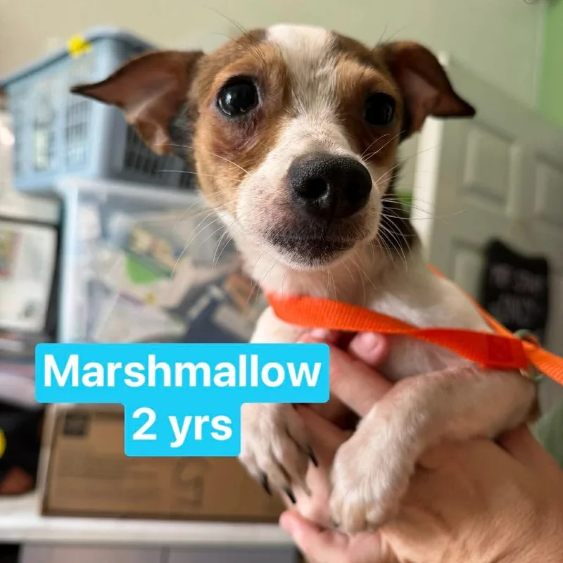 Marshmallow thumbnail 2