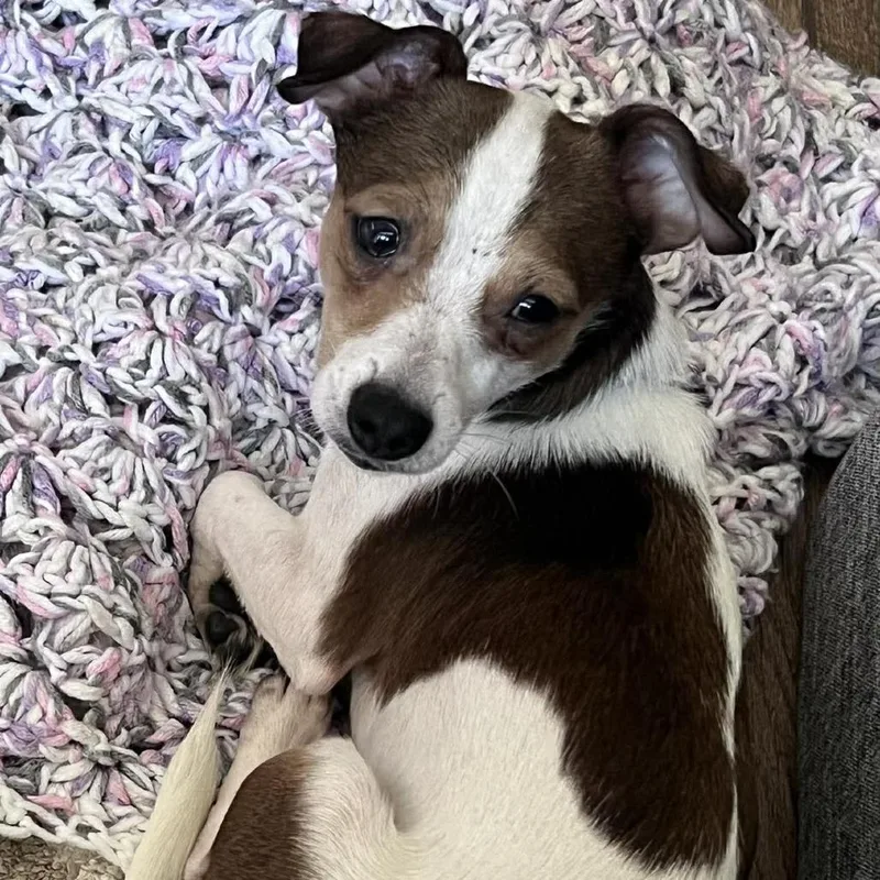 Marshmallow thumbnail 3